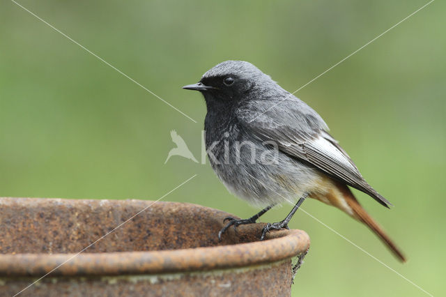 Zwarte Roodstaart (Phoenicurus ochruros)