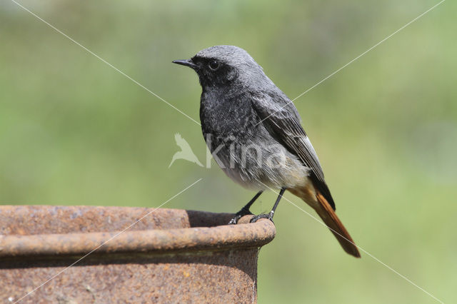 Black Redstart (Phoenicurus ochruros)
