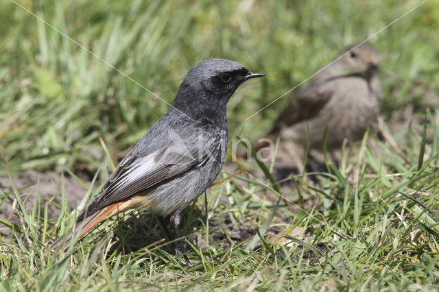 Black Redstart (Phoenicurus ochruros)