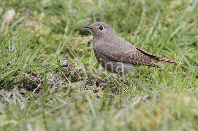 Black Redstart (Phoenicurus ochruros)