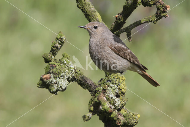 Zwarte Roodstaart (Phoenicurus ochruros)