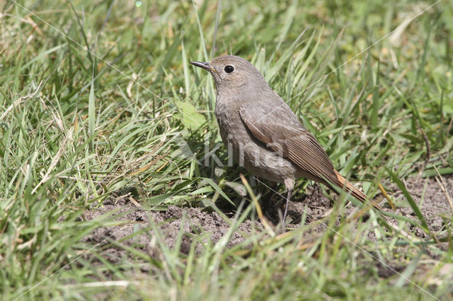 Black Redstart (Phoenicurus ochruros)
