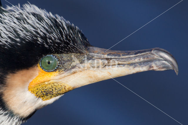 Cormorant (Nannopterum harrisi)