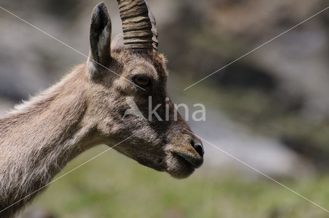 Alpen Steenbok (Capra ibex)