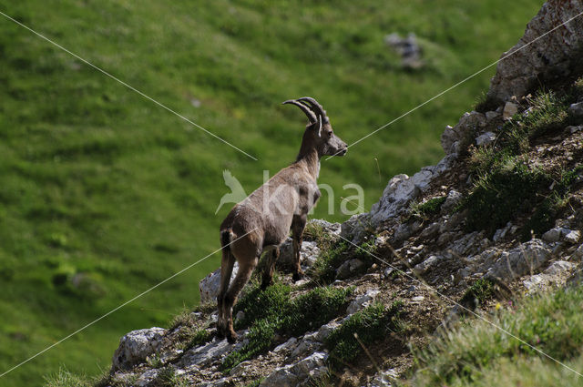 Alpen Steenbok (Capra ibex)