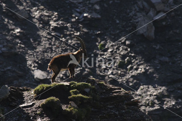 Alpen Steenbok (Capra ibex)