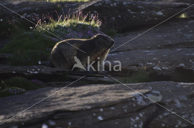 Alpine Marmot (Marmota marmota)