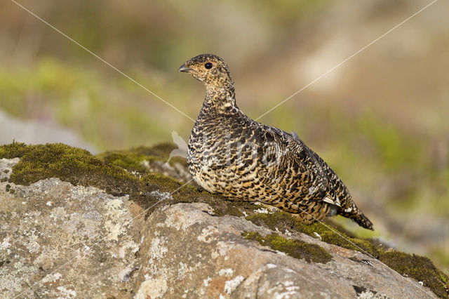 Alpensneeuwhoen (Lagopus muta)