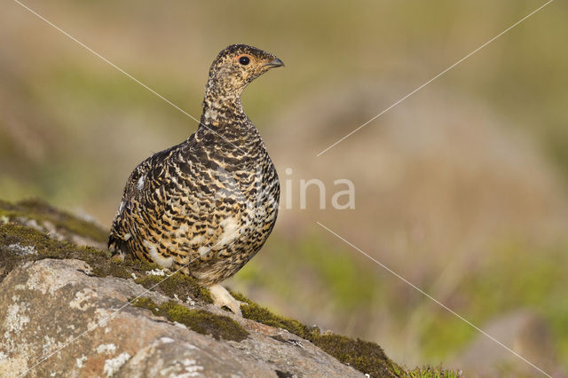 Alpensneeuwhoen (Lagopus muta)