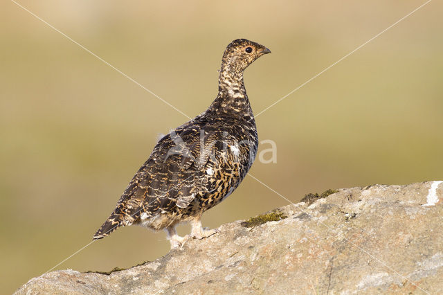 Alpensneeuwhoen (Lagopus muta)