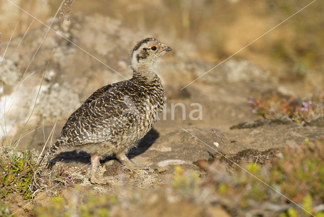 Alpensneeuwhoen (Lagopus muta)