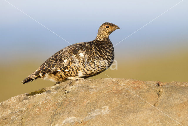 Alpensneeuwhoen (Lagopus muta)