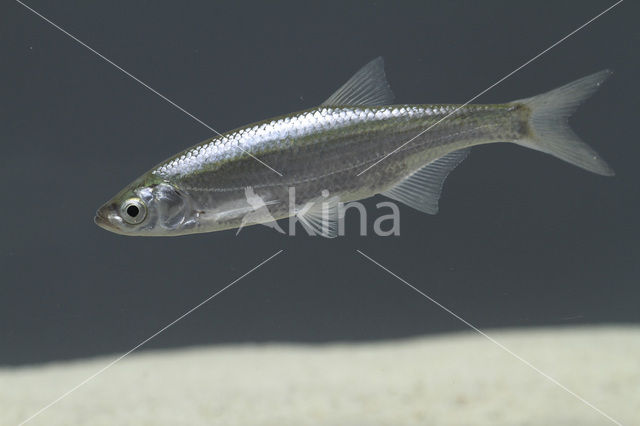 Bleak (Alburnus alburnus)