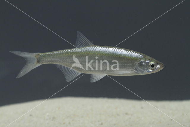 Bleak (Alburnus alburnus)
