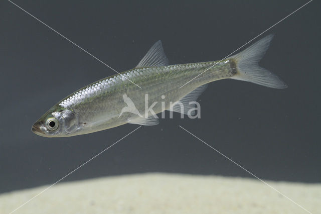 Bleak (Alburnus alburnus)
