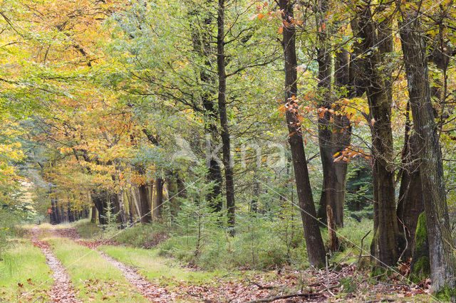 Red Oak (Quercus rubra)