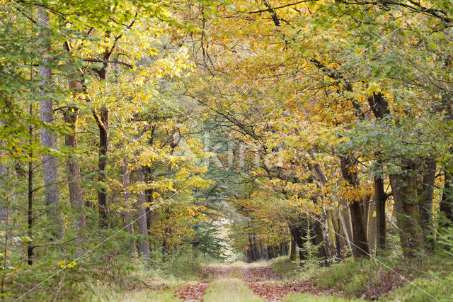 Red Oak (Quercus rubra)