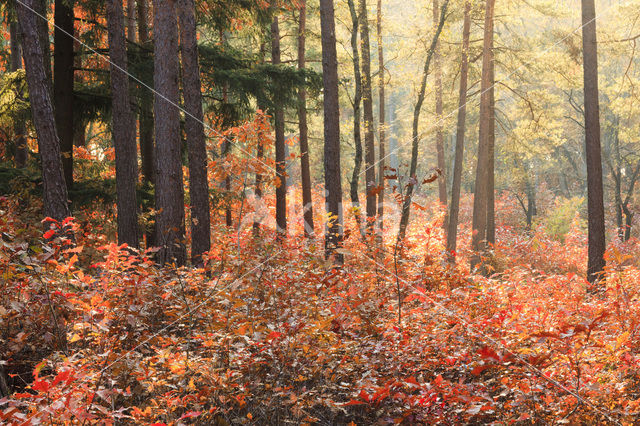 Red Oak (Quercus rubra)