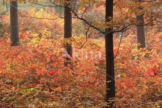 Red Oak (Quercus rubra)