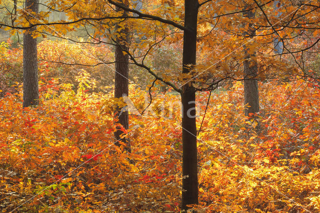 Red Oak (Quercus rubra)