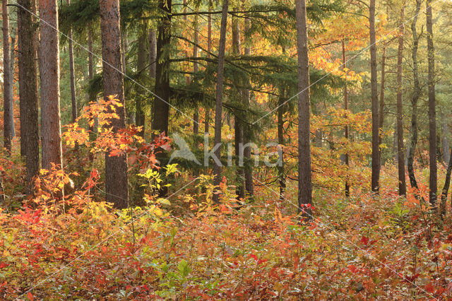 Red Oak (Quercus rubra)