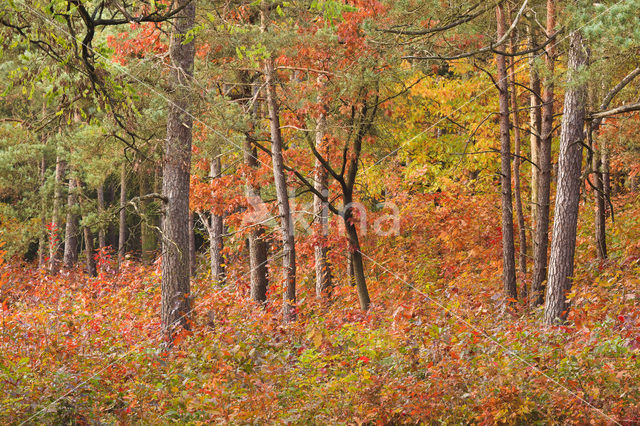 Red Oak (Quercus rubra)