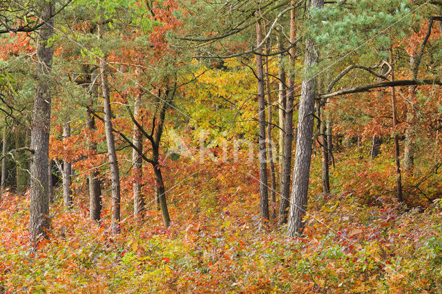 Amerikaanse eik (Quercus rubra)