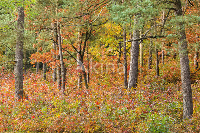 Red Oak (Quercus rubra)