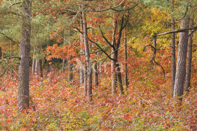 Amerikaanse eik (Quercus rubra)