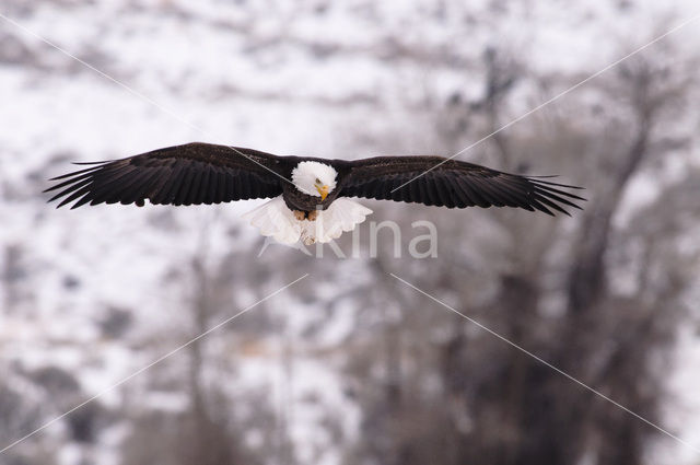 American bald eagle (Haliaeetus leucocephalus)