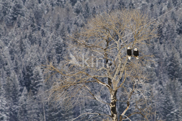 American bald eagle (Haliaeetus leucocephalus)