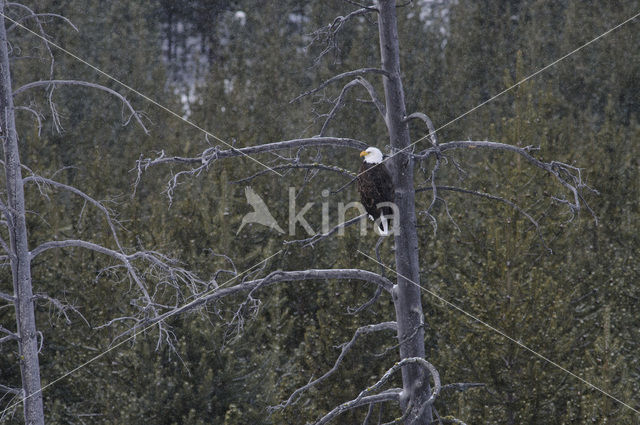 American bald eagle (Haliaeetus leucocephalus)