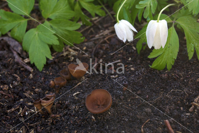 Anemonebekerzwam (Dumontinia tuberosa)