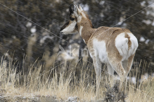 Pronghorn (Antilocapra americana)