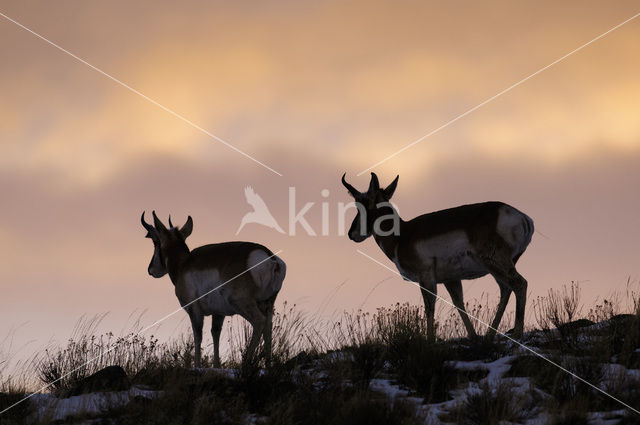 Pronghorn (Antilocapra americana)