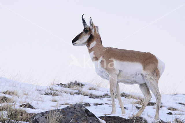 Pronghorn (Antilocapra americana)