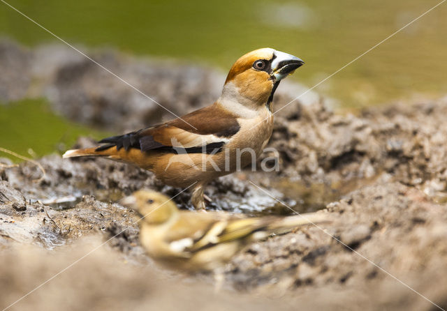 Appelvink (Coccothraustes spec.)