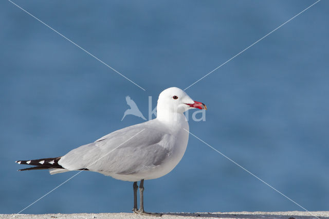 Audouin’s Gull (Larus audouinii)