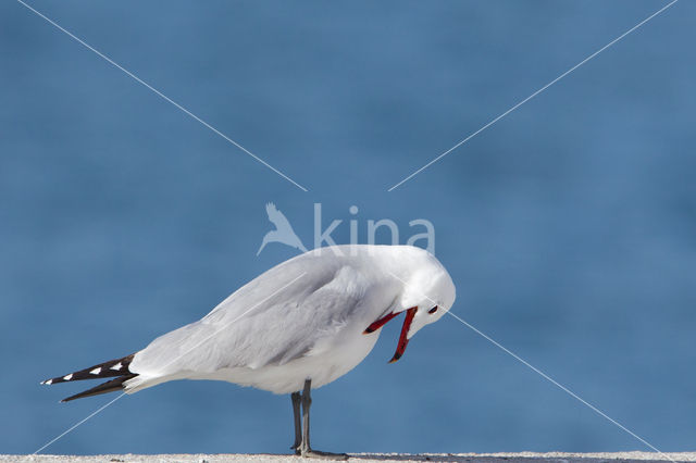 Audouin’s Gull (Larus audouinii)