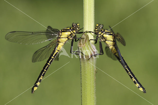 Beekrombout (Gomphus vulgatissimus)