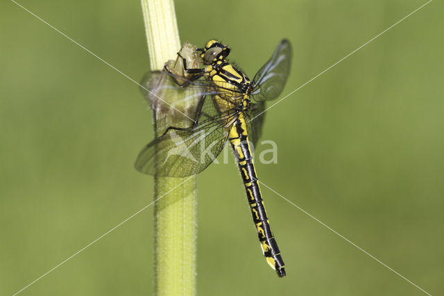 Beekrombout (Gomphus vulgatissimus)