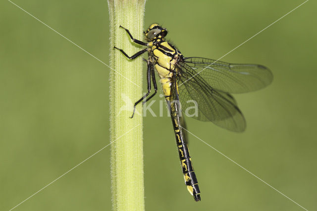 Beekrombout (Gomphus vulgatissimus)