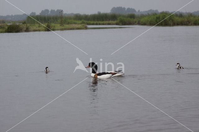 Shelduck (Tadorna tadorna)