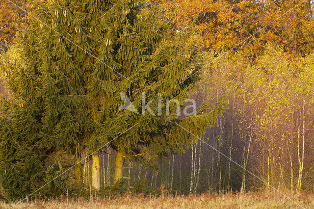 Birch (Betula)