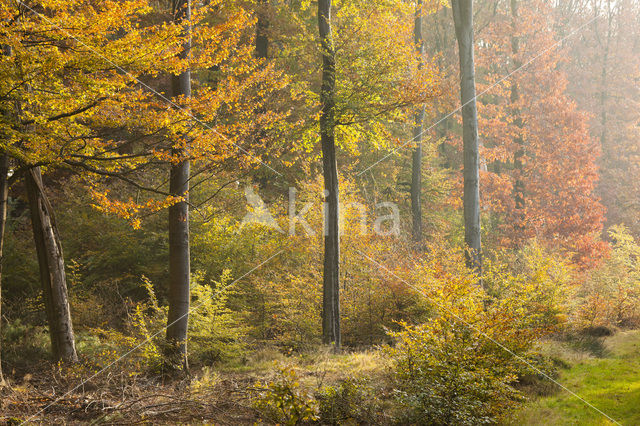 Beuk (Fagus sylvatica)