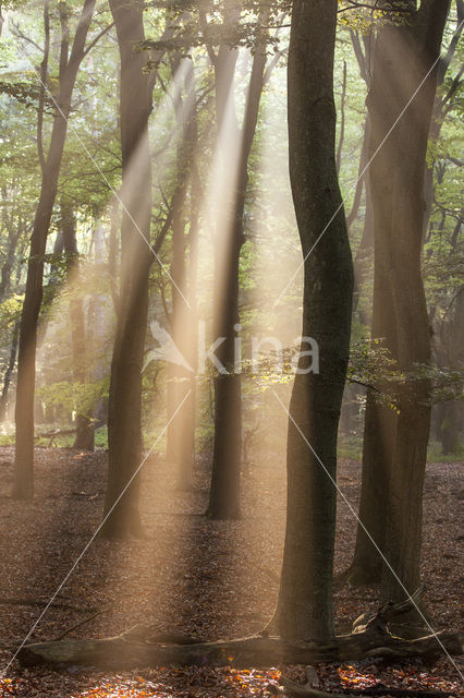 Beech (Fagus sylvatica)