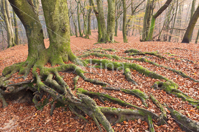 Beuk (Fagus sylvatica)