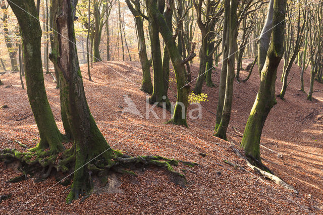 Beech (Fagus sylvatica)