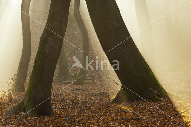 Beech (Fagus sylvatica)