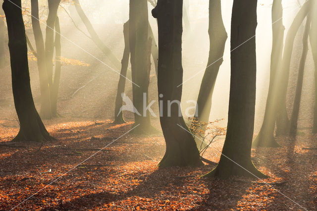 Beech (Fagus sylvatica)